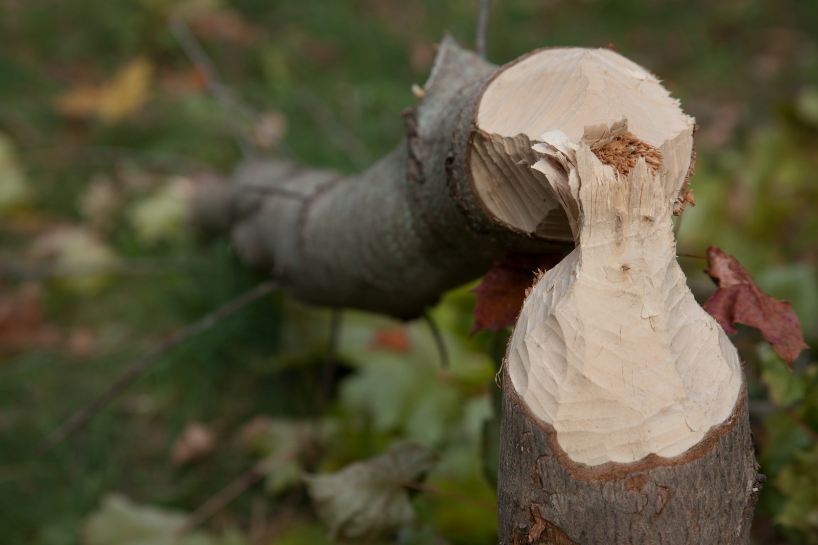 A close up of a tree stump with a bird perched on top of it
